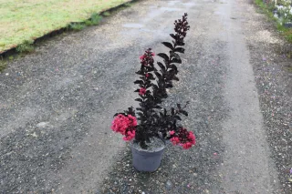 Pot 3L