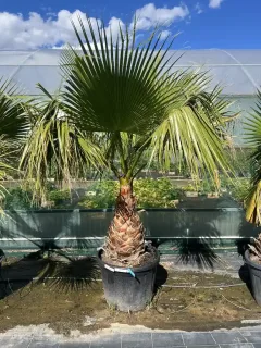 Pot 110L tronc de 60 cm hauteur totale 170/190 cm
