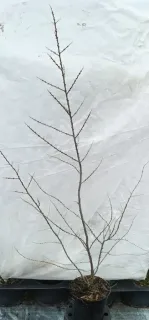 Pot 3L