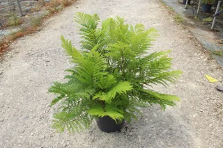 Pot 7.5L