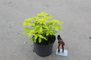 Pot 3L