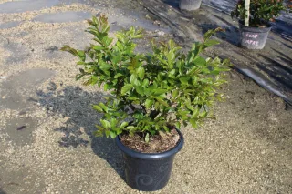 Pot 7.5L  Touffe