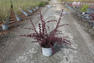 Pot 7.5L hauteur moyenne 40/60 cm (hors pot)