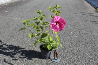 Pot 3L