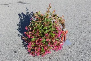 Pot 3L