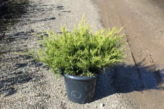 Pot 7.5L hauteur moyenne 30/40 cm (hors pot)