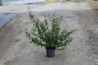Pot 3L