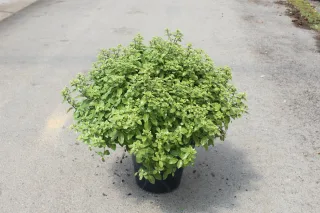 Pot 7.5L
