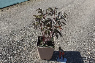 Pot 5L