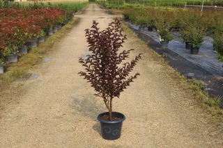Pot 7.5L  Touffe