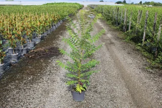 Pot 5L hauteur moyenne 100/125 cm (hors pot)