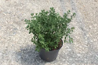 Pot 5L