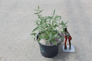 Pot 3L