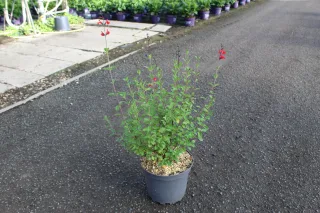Pot 7.5L