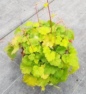 Pot 3L