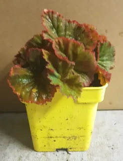 Pot GodetL