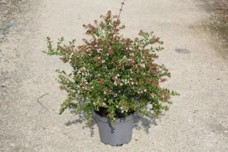 Pot 7.5L