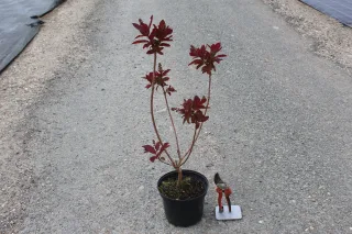 Pot 3L