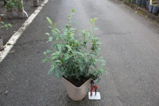 Pot 5L hauteur moyenne 40/60 cm (hors pot)