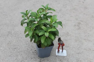 Pot 2L hauteur moyenne 20/40 cm (hors pot)
