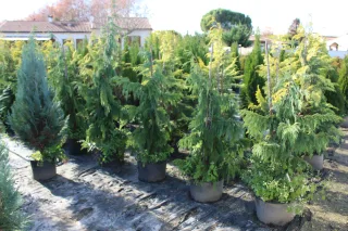 Pot 20L hauteur moyenne 125/150 cm (hors pot)