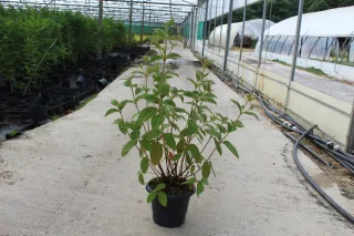 Pot 7.5L