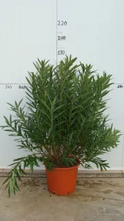 Pot 50L 160/180 cm