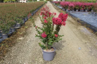 Pot 15L Touffe