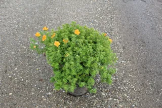 Pot 3L