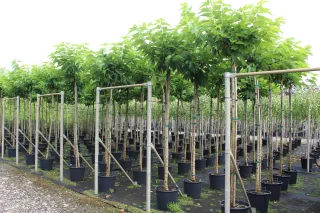 Pot 30L formé en tige de 200 cm, avec une force de 10 à 12 cm, pour une hauteur totale de 300 à 350 cm (hors pot).