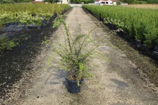 Pot 7.5L hauteur moyenne 80/100 cm (hors pot)