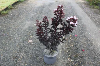 Pot 3L