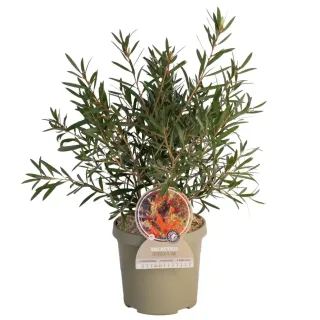 Pot 3,5L