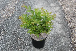 Pot 3L