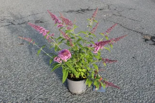 Pot 3L