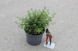 Pot 3L