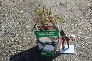 Pot 5L