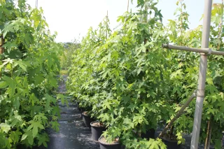 Pot 30L formé en tige de 200 cm, avec une force de 8 à 10 cm, pour une hauteur totale de 200 à 300 cm (hors pot)