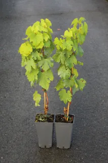 Pot 2L Hauteur 60/80 cm (hors pot)