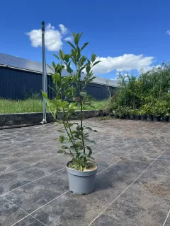 Lot de 20 pots 3 L 60/80 cm de hauteur soit la plante à 9,99 €