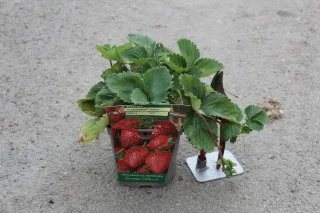 Pot 2L hauteur moyenne 20/40 cm (hors pot)