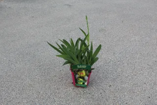 Pot 2,5L