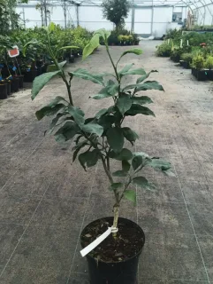Pot 5L sur poncirus - formé en touffe