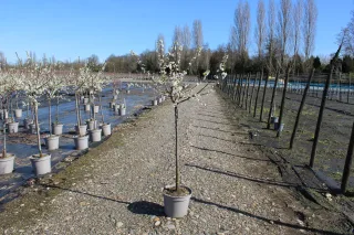 Pot 12L formé en gobelet sur une tige de 60-70 cm, hauteur totale de 125-150 cm (hors pot), plante âgée de 3 ans
