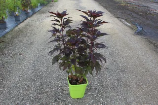 Pot 8L