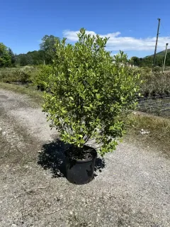 Pot 10L Hauteur 80/100 cm (hors pot)