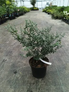 Pot 5L sur poncirus - formé en touffe