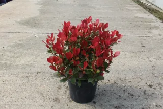 Pot 7.5L