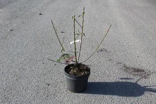 Pot 7.5L