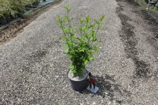 Pot 3L